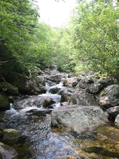 Upper reaches of the Rocky Branch