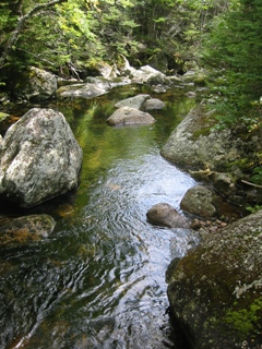 Upper reaches of the Rocky Branch