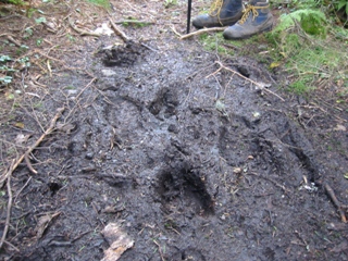 Moose tracks at 3,600 feet on the Davis path